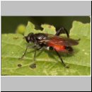 Xylota lenta - Schwarzfuss-Langbauchschwebfliege w03.jpg